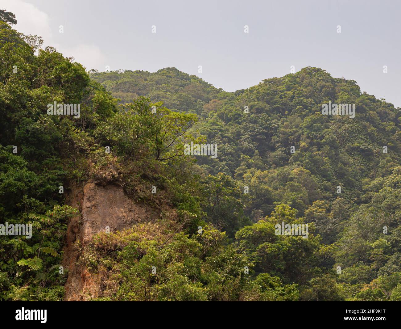 Temperate rainforest biome hi-res stock photography and images - Alamy
