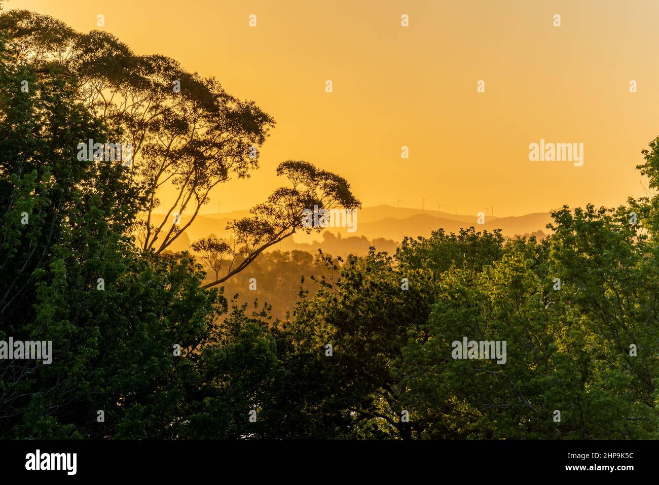 Windmills at dusk in the Waikato region, New Zealand Stock Photo