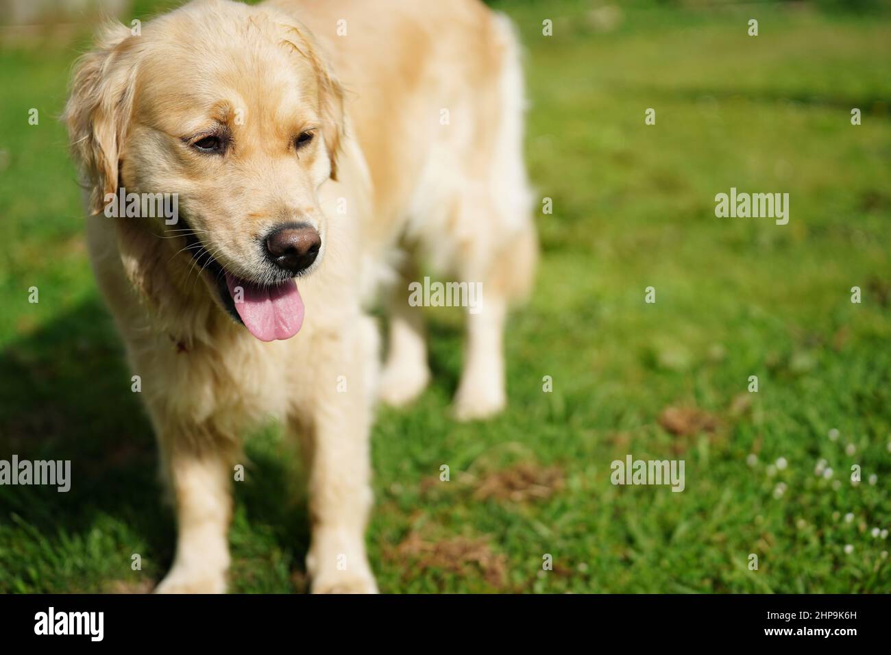 A golden retriever dog with a happy look on it's face Stock Photo