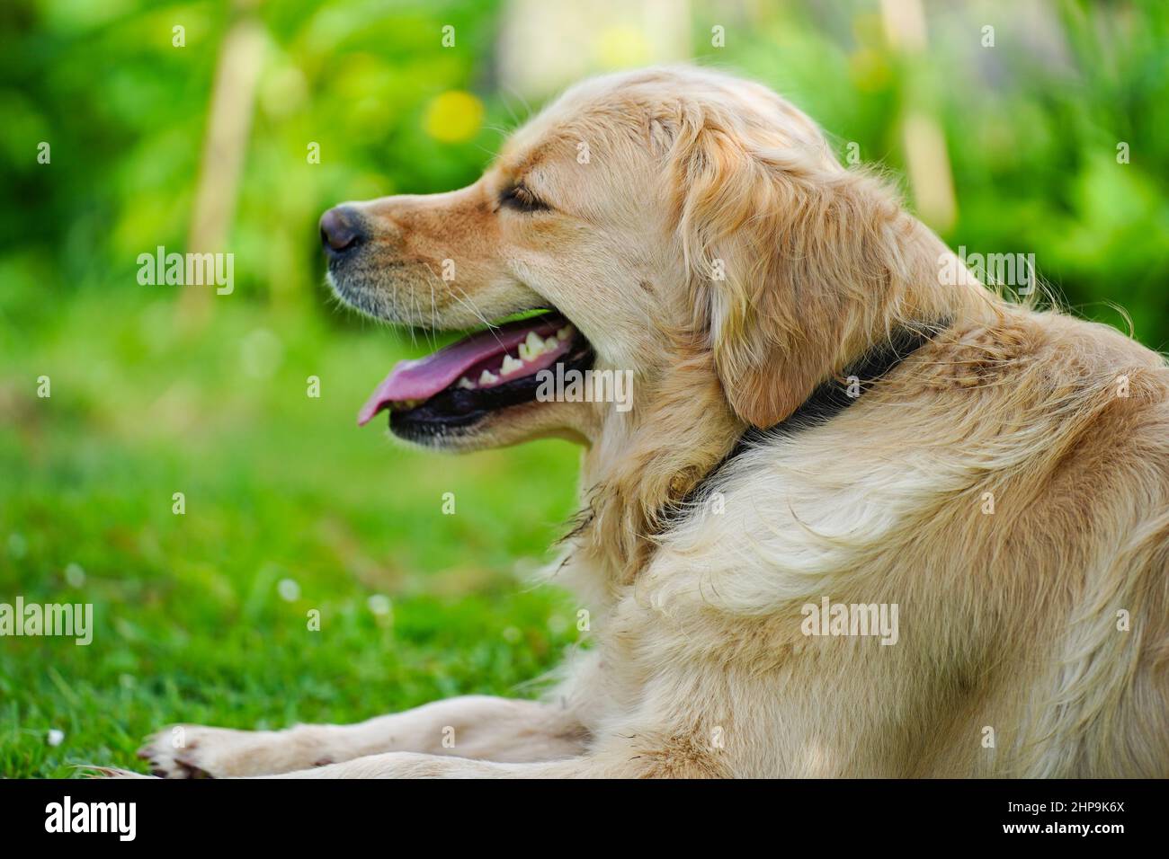 A golden retriever dog with a happy look on it's face Stock Photo - Alamy