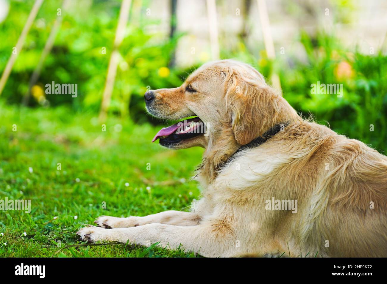 A golden retriever dog with a happy look on it's face Stock Photo - Alamy