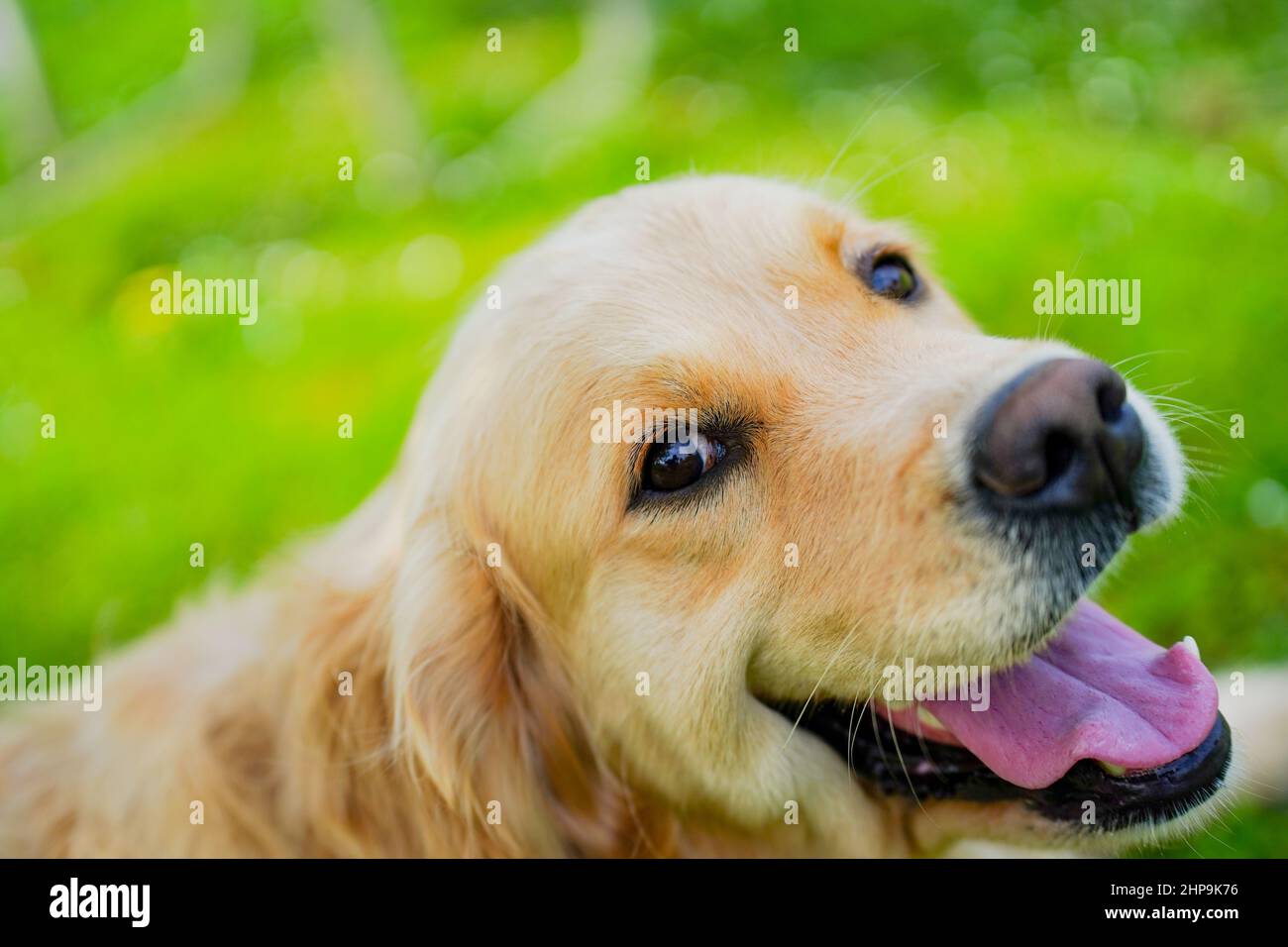 Close-up picture of a golden retrievers face against a green grass background Stock Photo