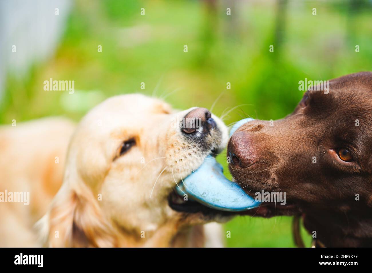 A golden retriever and chocolate labrador playing tug-of-war with a toy Stock Photo