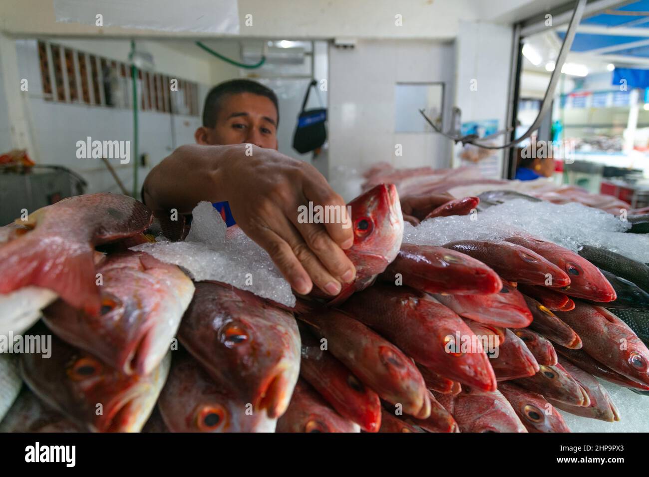 Photo of fresh red snapper fish at fish market, Puerto Vallarta, Mexico