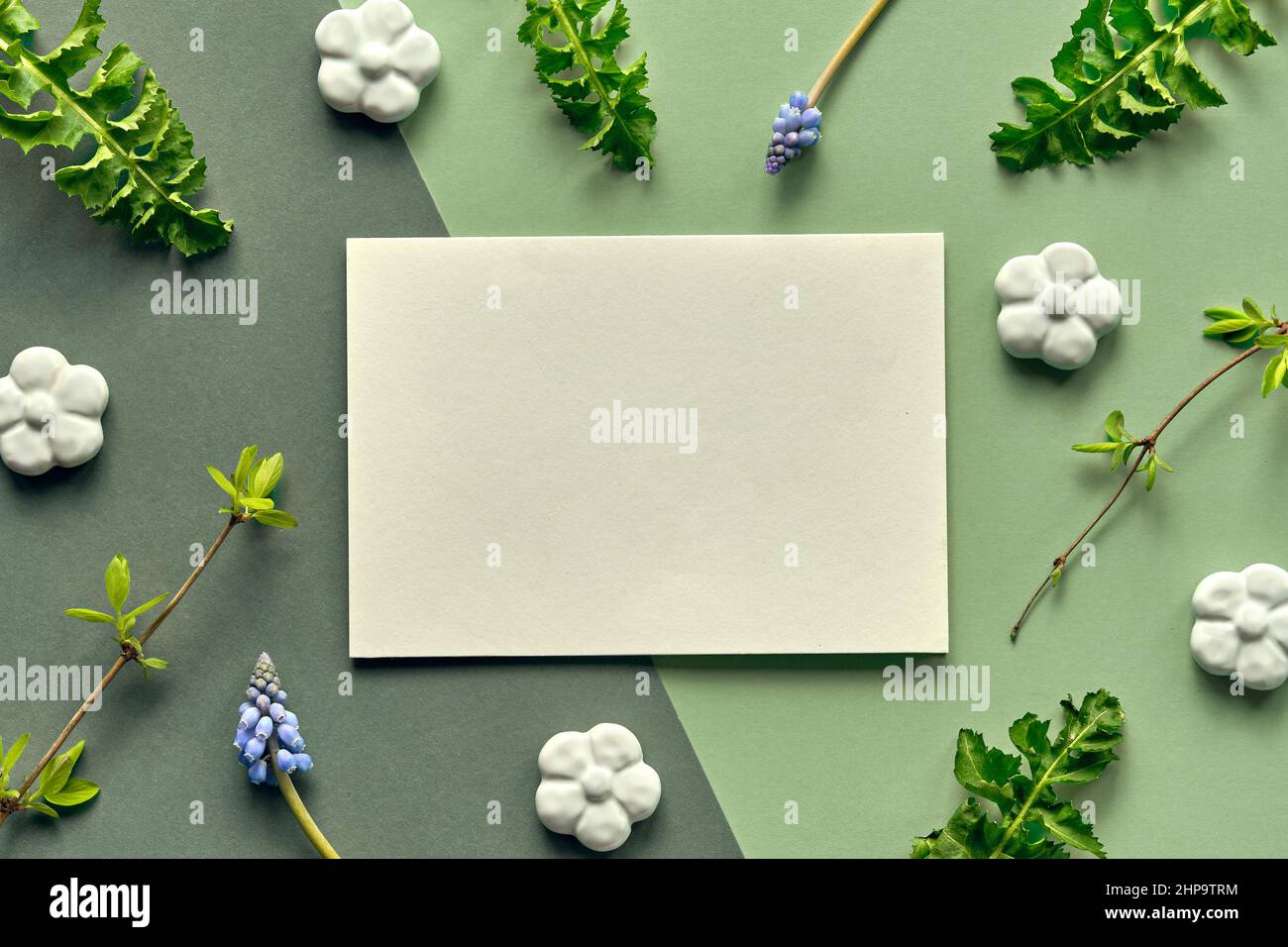 Spring background with natural leaves, flowers around blank paper card. Blue grape hyacinth on paper Stock Photo