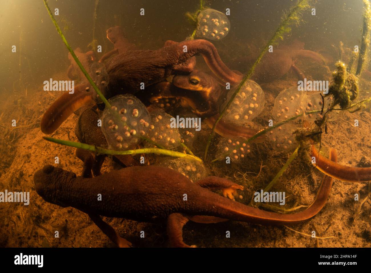 California newts (Taricha torosa) gather to breed and lay eggs in a pond in CA. These salamanders are amphibians and endemic to the West coast. Stock Photo