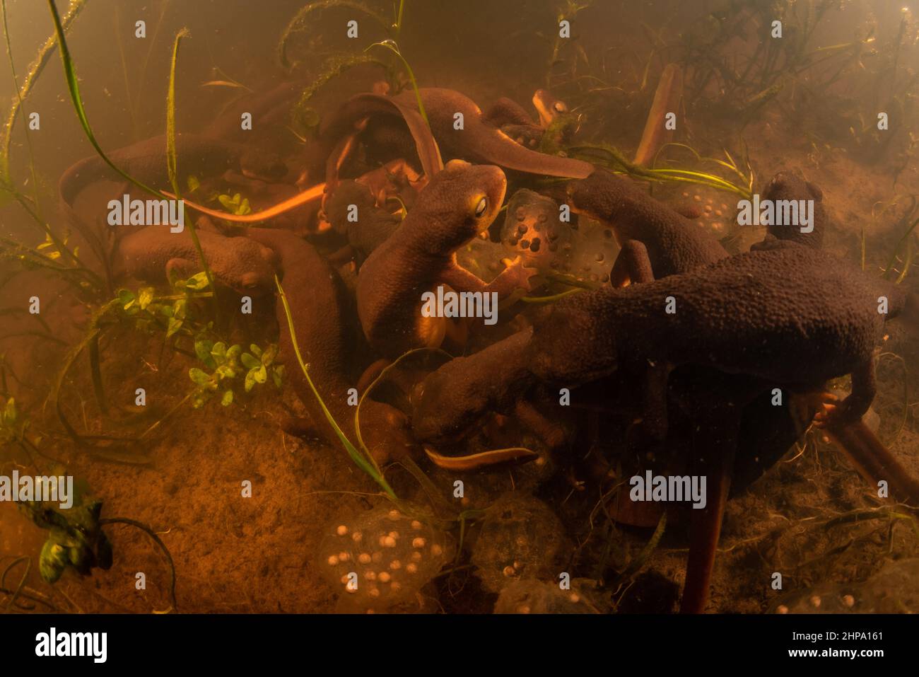 California newts (Taricha torosa) gather to breed and lay eggs in a pond in CA. These salamanders are amphibians and endemic to the West coast. Stock Photo