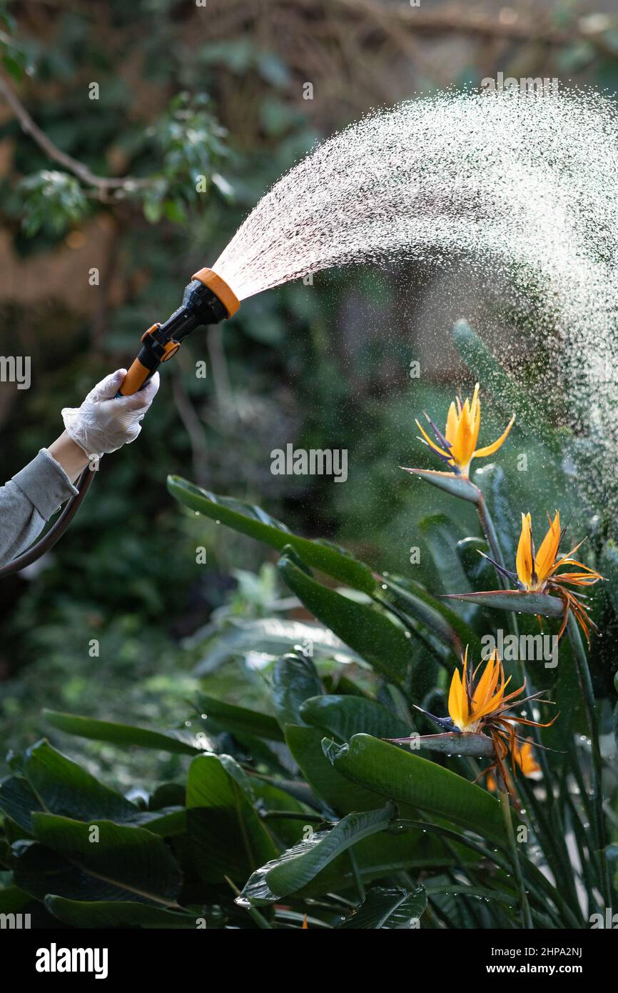Gardener watering strelitzia bird of paradise flower while working in  greenhouse or summer garden Stock Photo - Alamy