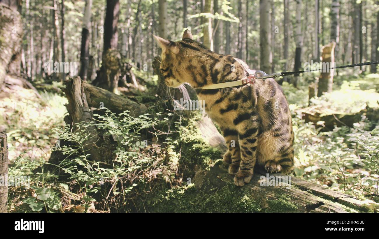 Bengal Reed One cat in a city park. Bengal wildcat walk on the forest in collar ...