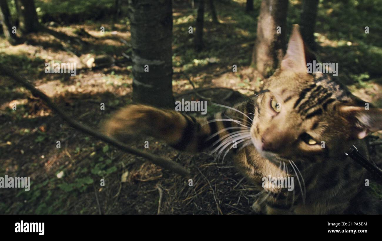 Bengal Reed One cat in a city park. Bengal wildcat walk on the forest in collar ...