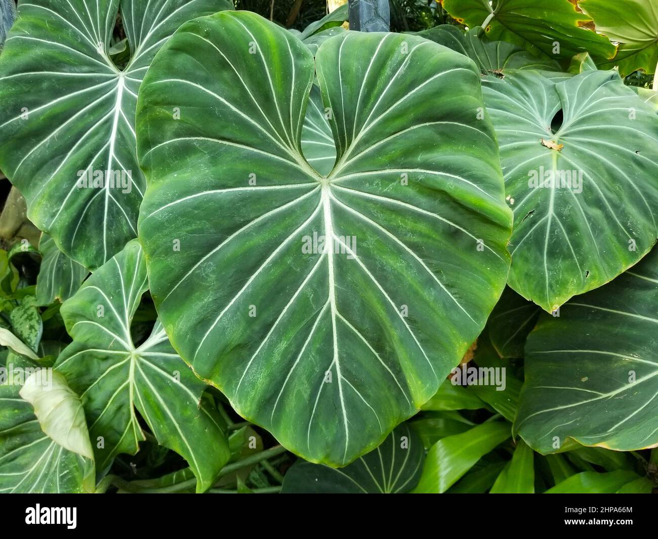 Beautiful leaf of Philodendron Gloriosum with white veins Stock Photo -  Alamy