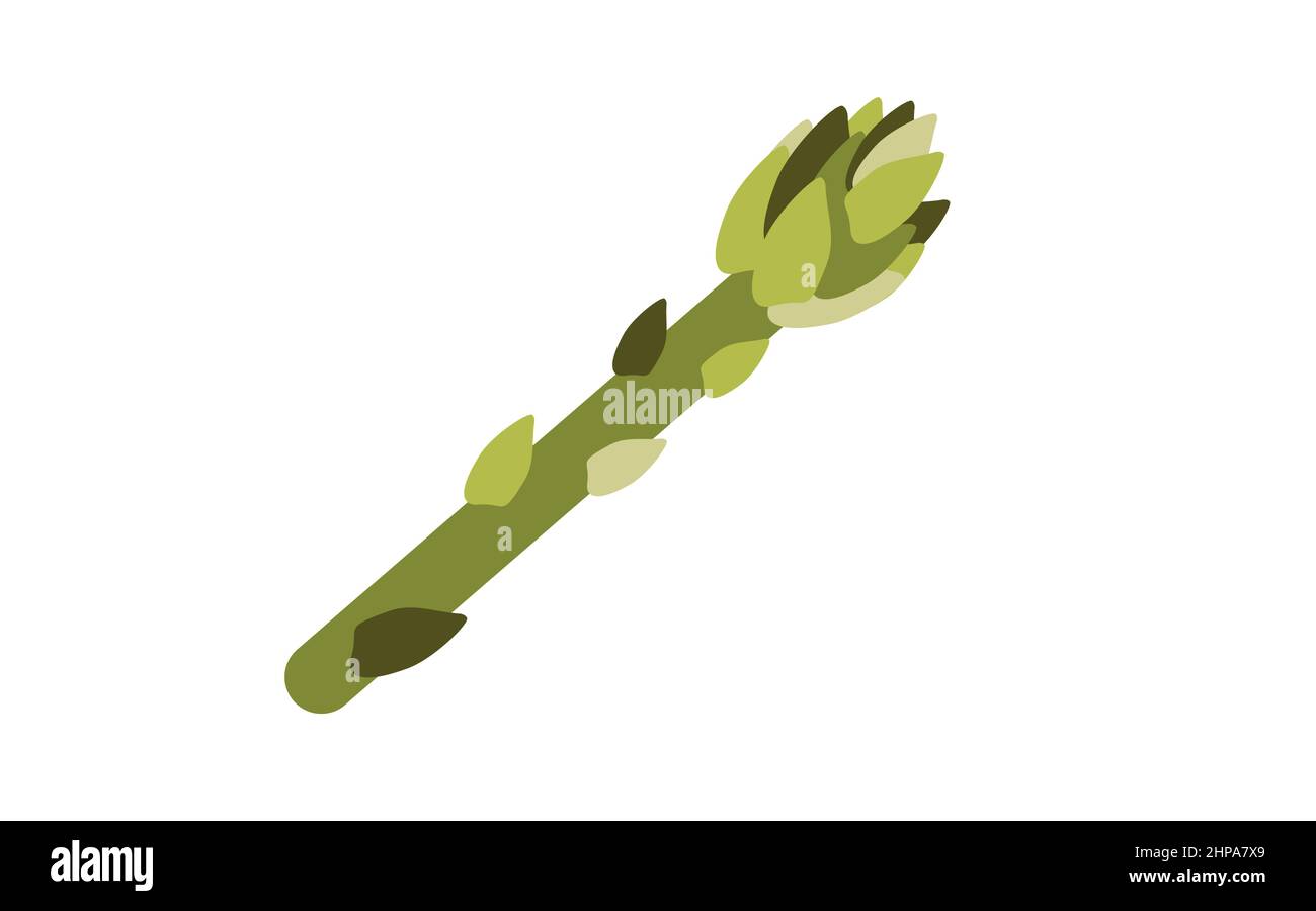 Asparagus perennial evergreen plant, vegetarian healthy food Stock