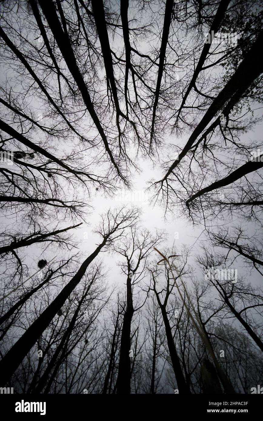 Low angle greyscale shot of trees in a forest Stock Photo - Alamy