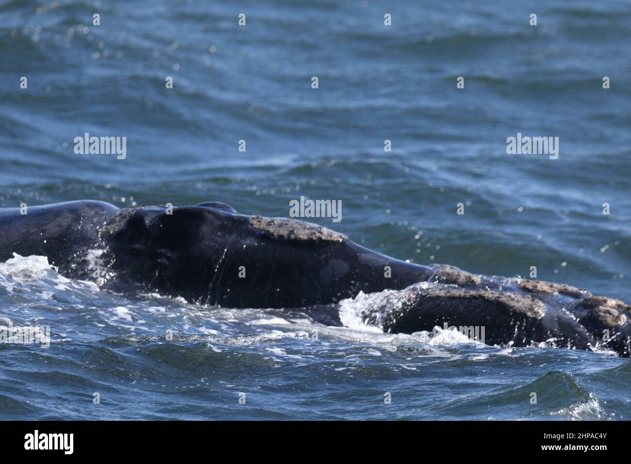 Southern right whale on a sea Stock Photo - Alamy