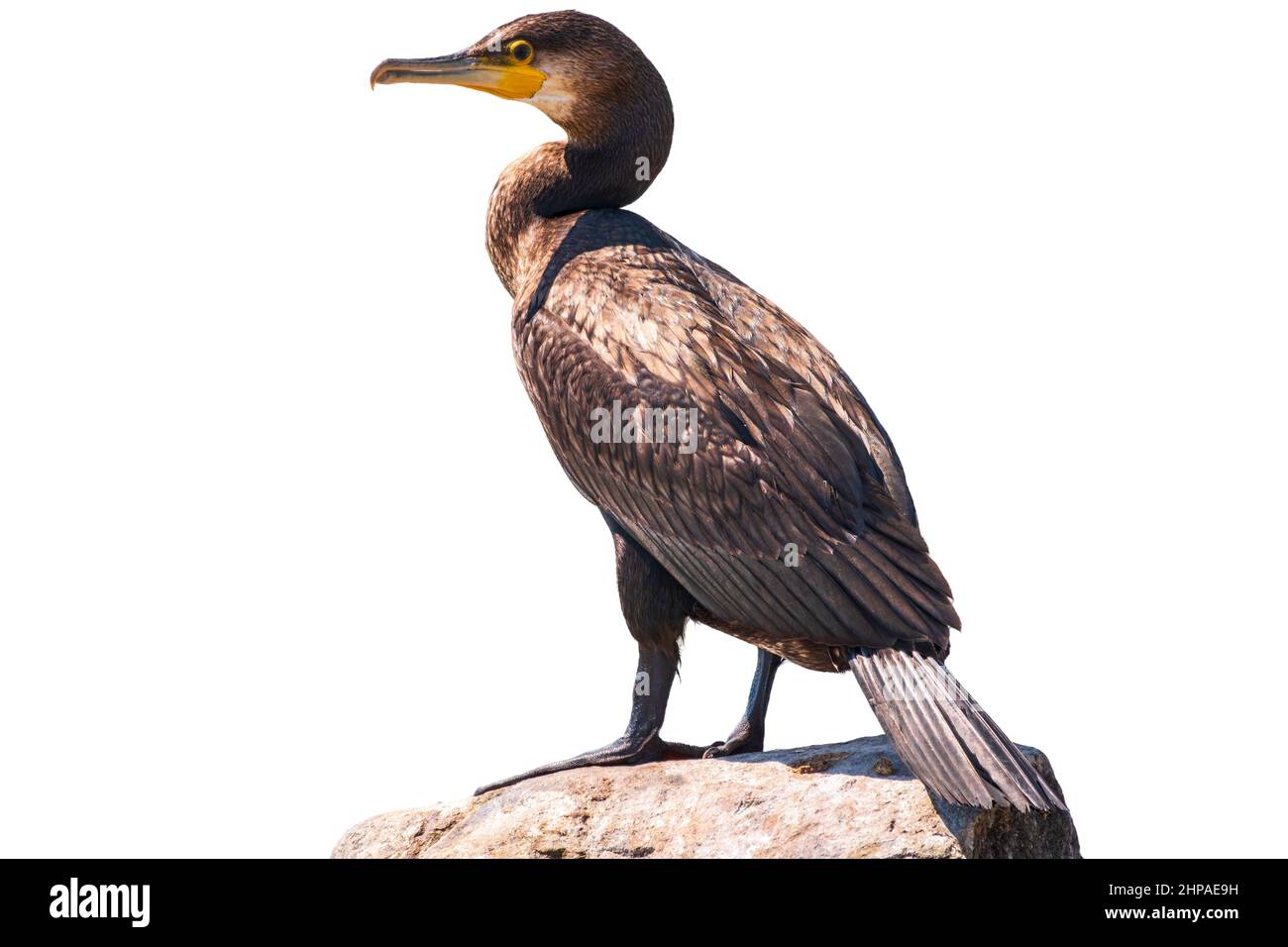 Great cormorant, Phalacrocorax carbo, standing in water on the sea