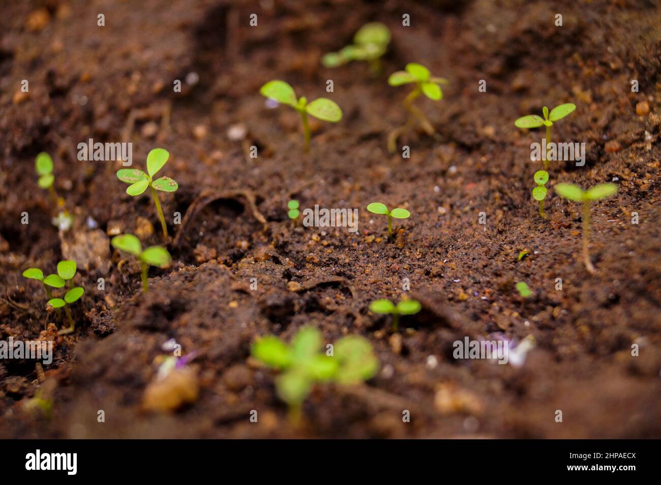 Kid growing tree in hi-res stock photography and images - Alamy
