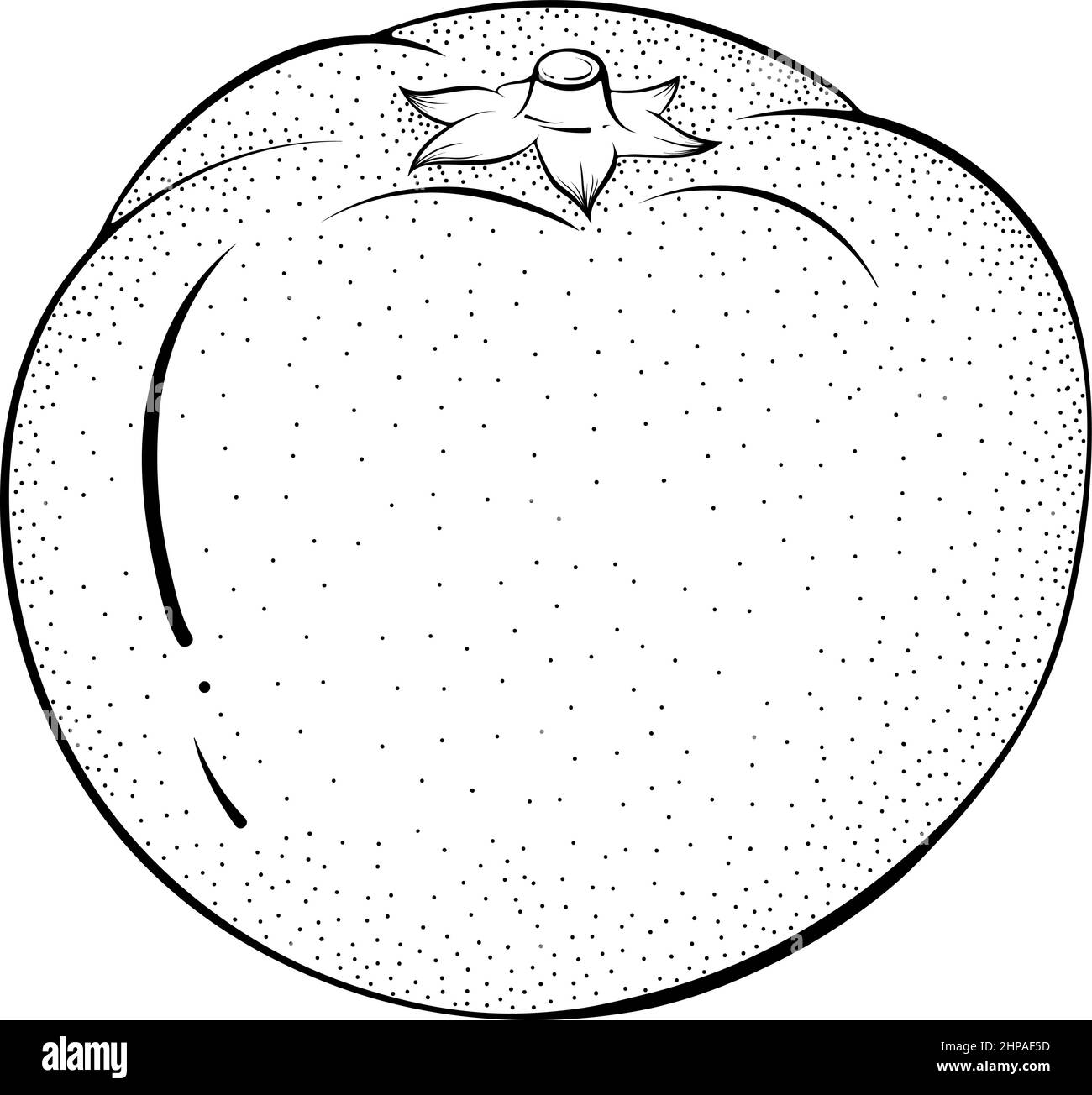 Whole tangerine line art Stock Vector Image & Art Alamy