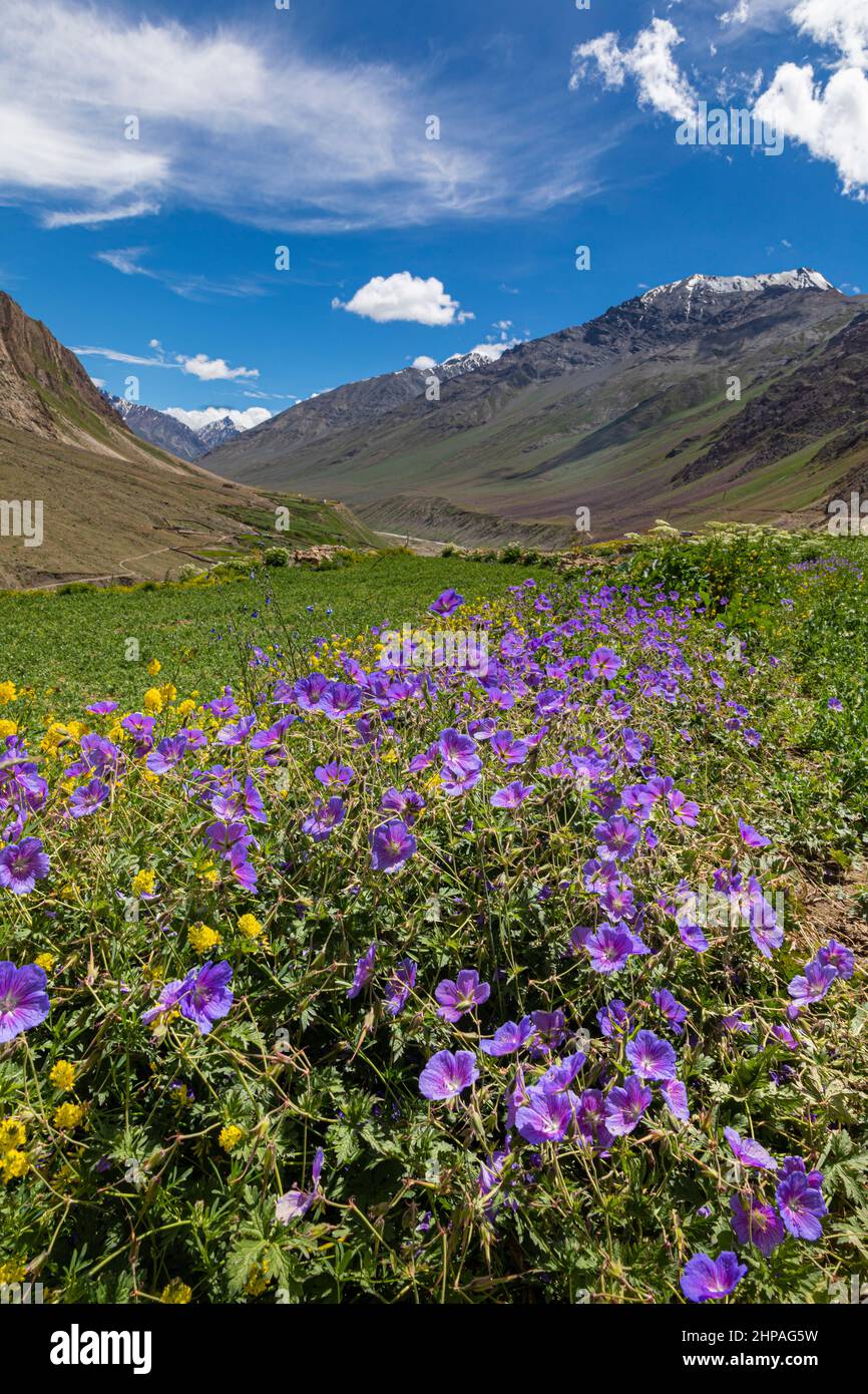 Purple flowers and mountains at Mud Village, Spiti Valley, Himachal