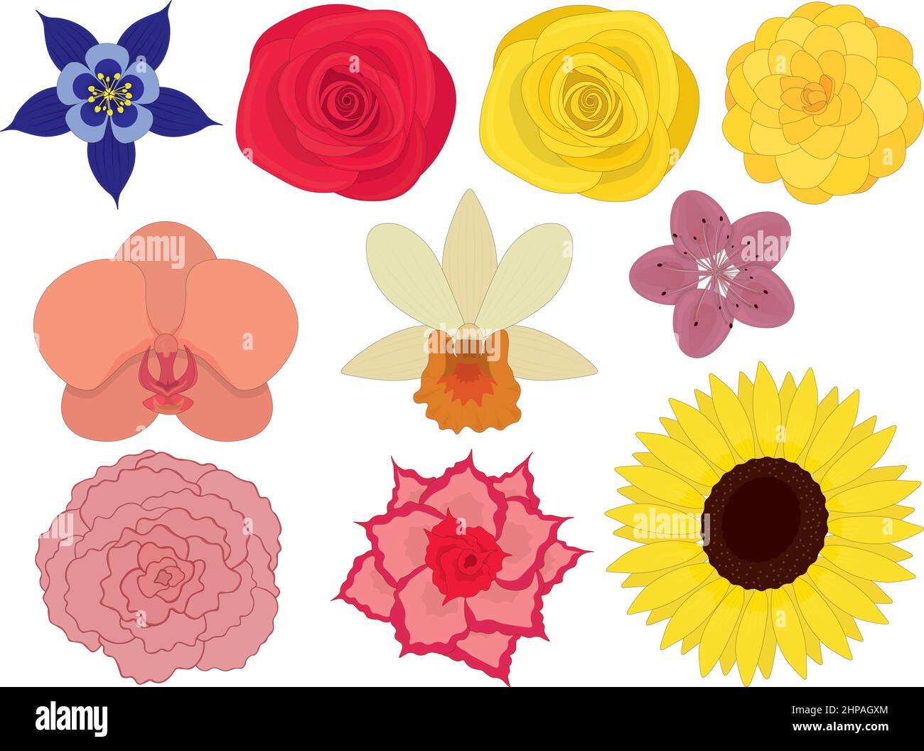 Varicoloured bright flowers collection vector illustration Stock Vector