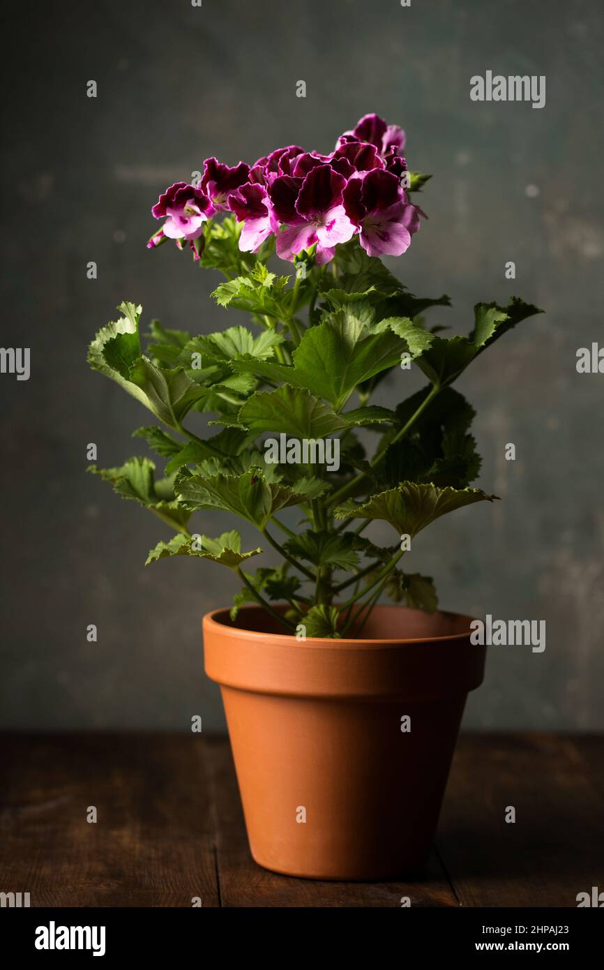 Royal pelargonium flower, family Geraniaceae in a ceramic pot Stock Photo