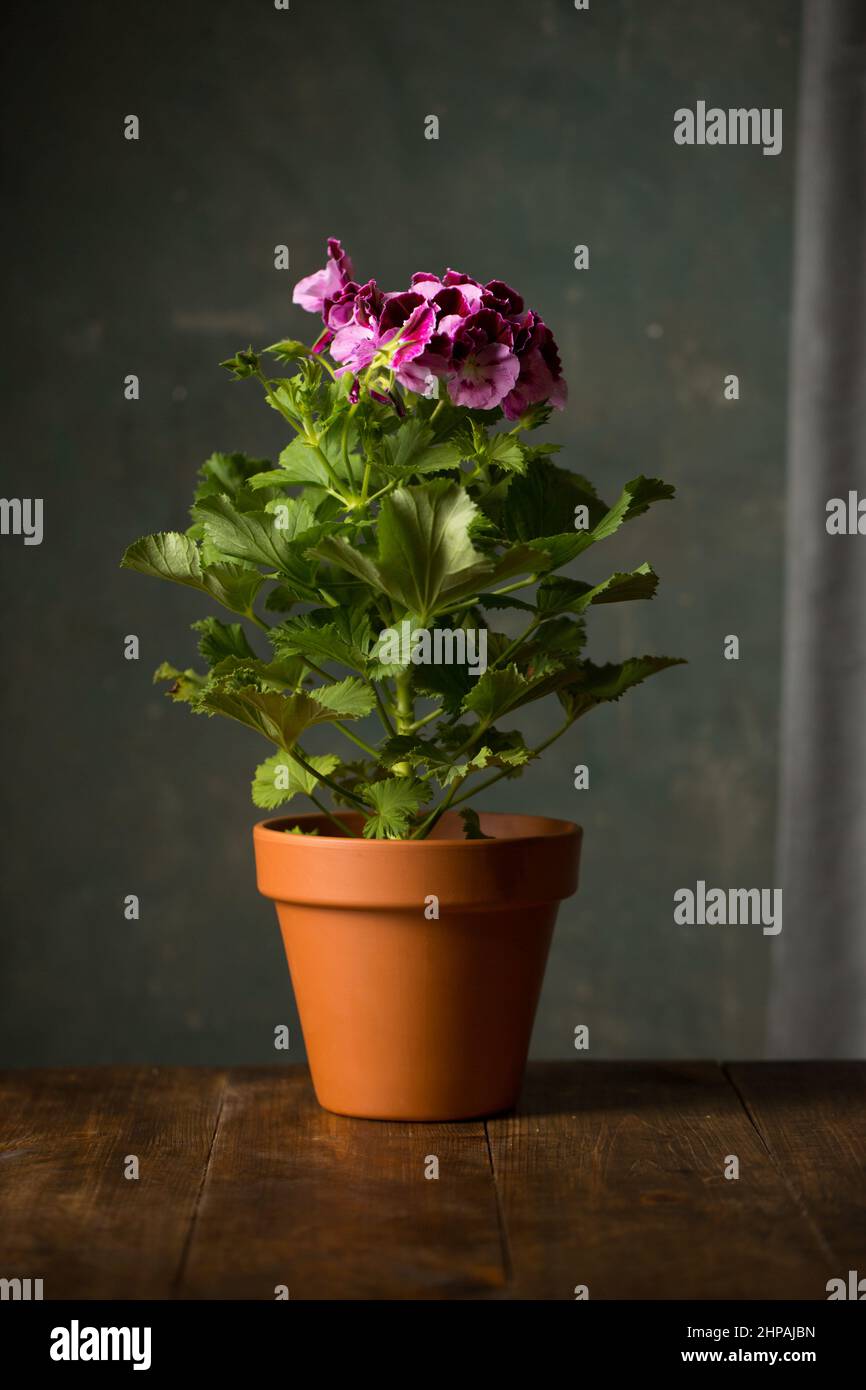 Royal pelargonium flower, family Geraniaceae in a ceramic pot Stock Photo