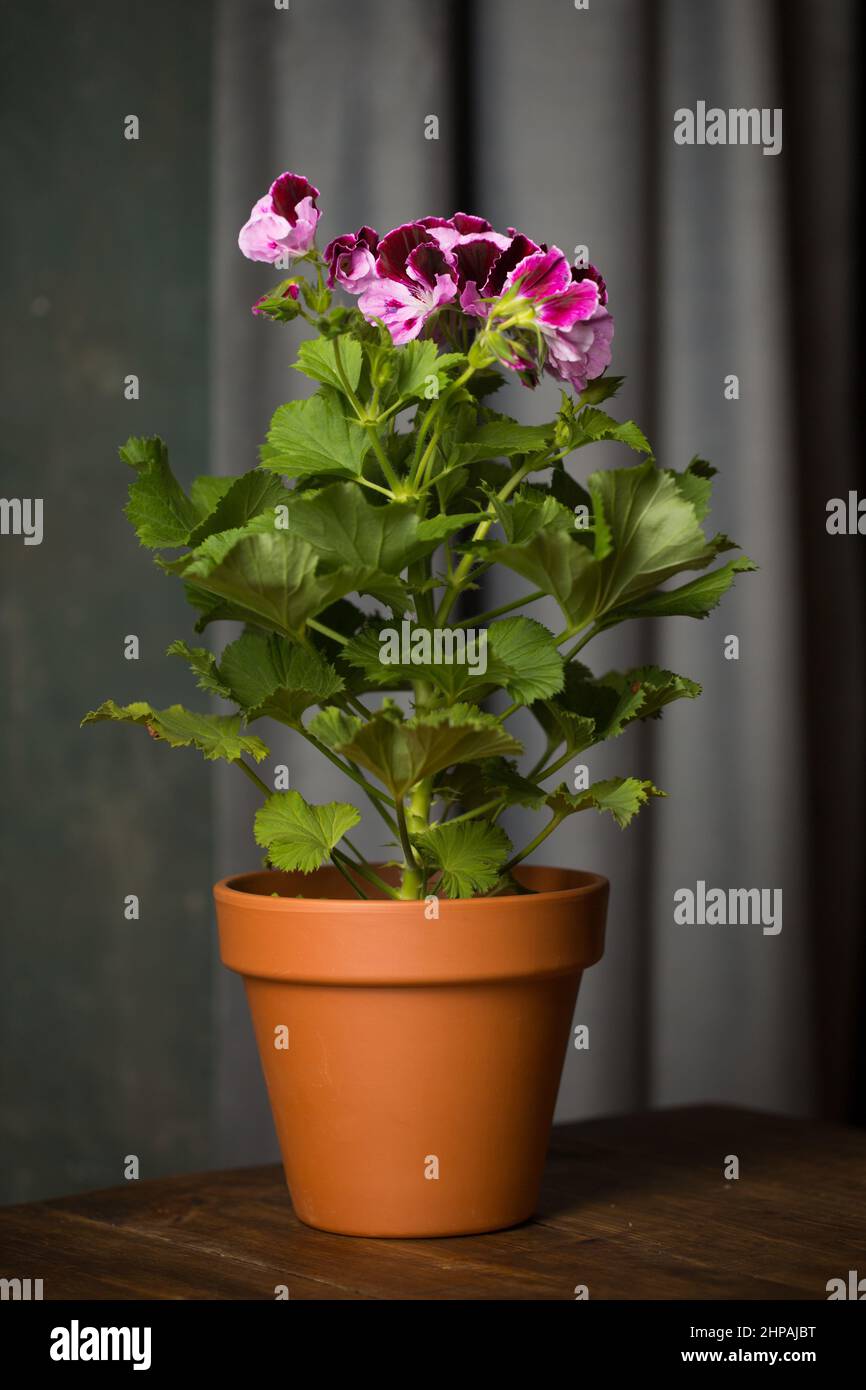 Royal pelargonium flower, family Geraniaceae in a ceramic pot Stock Photo