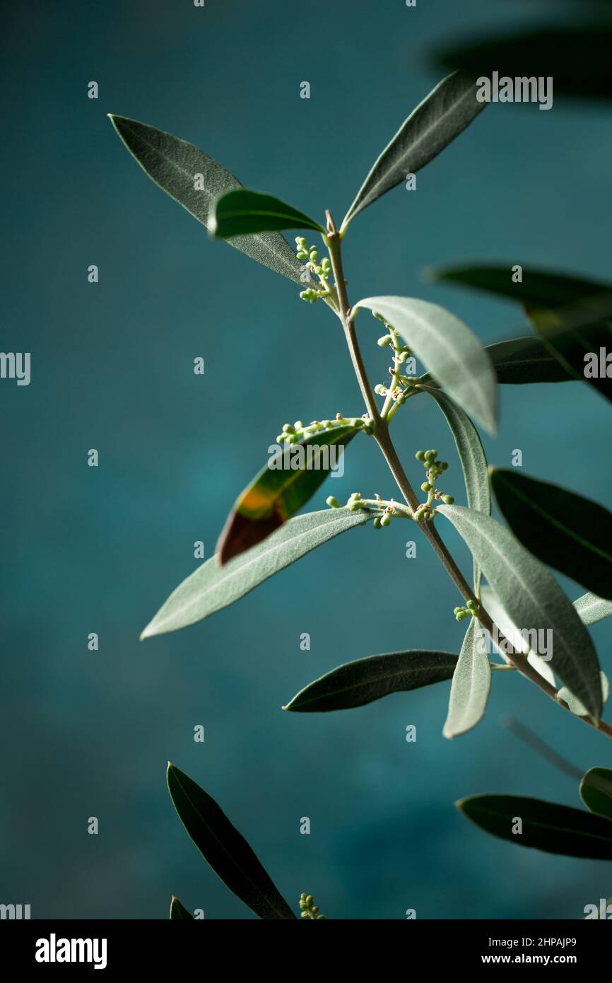 Young olive tree in a white pot against a dark background Stock Photo