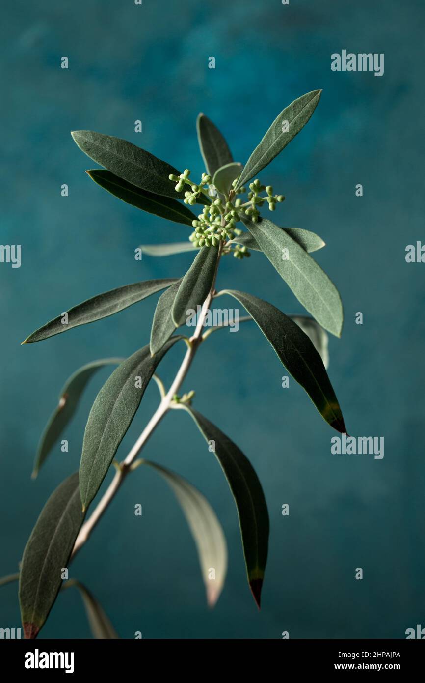 Young olive tree in a white pot against a dark background Stock Photo