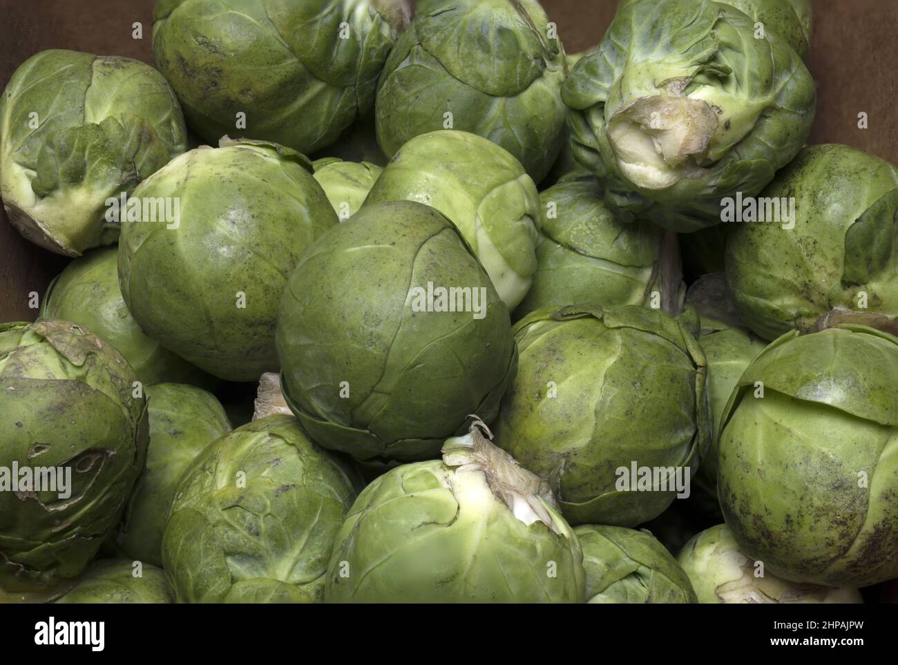 Close up mature green sprouts cabbage heads as a concept for the