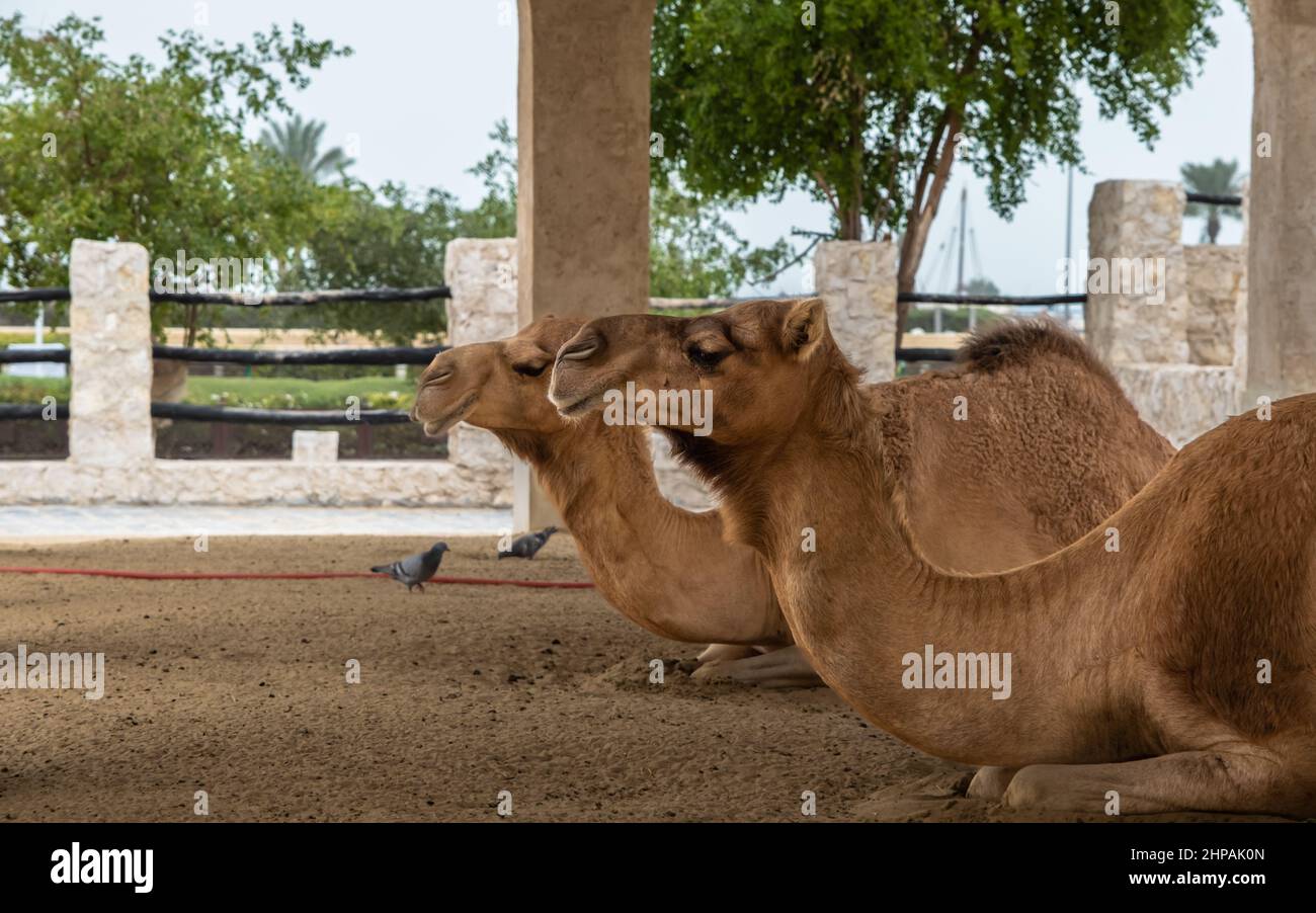 Two camels lying down, resting in doors at Souq Waqif, Doha, Qatar Stock Photo
