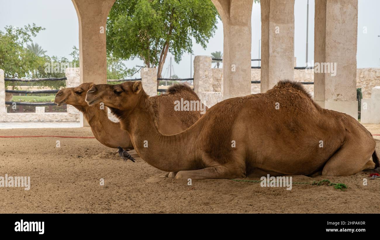 Two camels lying down, resting in doors at Souq Waqif, Doha, Qatar Stock Photo