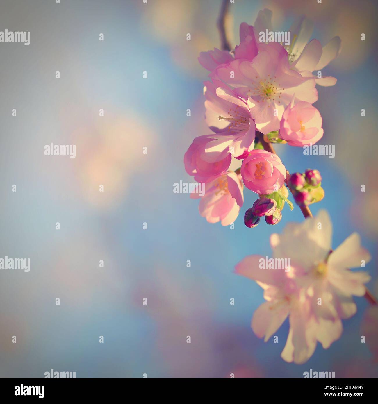 Beautiful blossom hi-res stock photography and images - Alamy