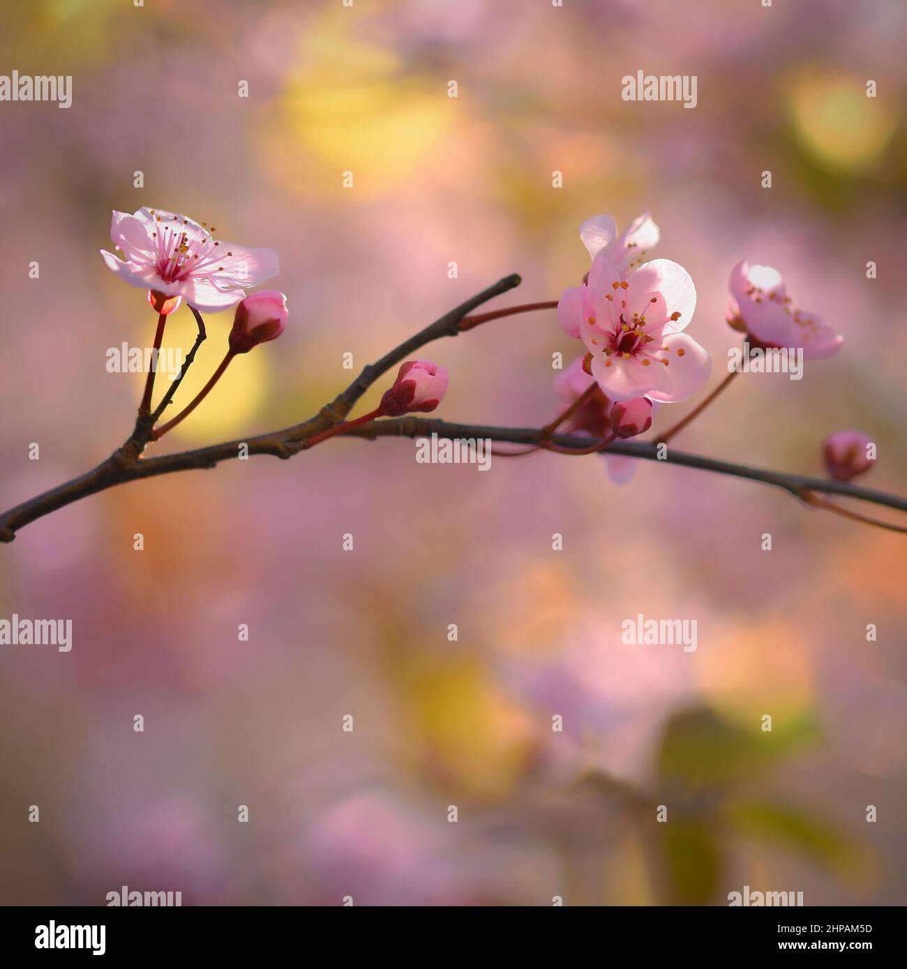 Beautiful flowering Japanese cherry Sakura. Background with flowers