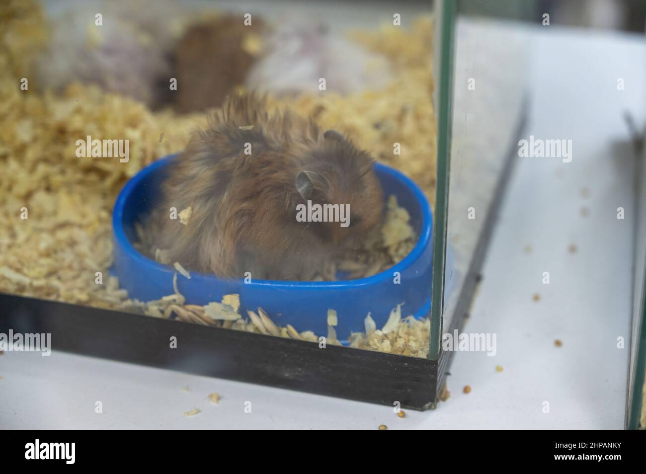 Close-up of a brown hamster in a glass aquarium. The pet sits in the ... - Glass Aquarium For Hamster Pets
