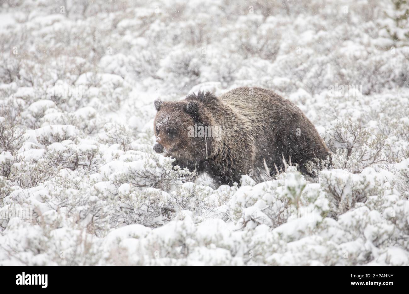 A grizzly bear walks through snow on Swan Lake Flat in winter at Yellowstone National Park in Yellowstone, Wyoming. Stock Photo