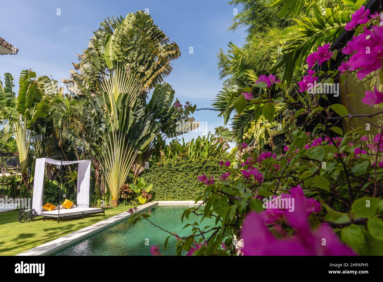 Bali Roses Over Pool Tropical swimming pool with lush greenery and pink Bougainvillea around ...