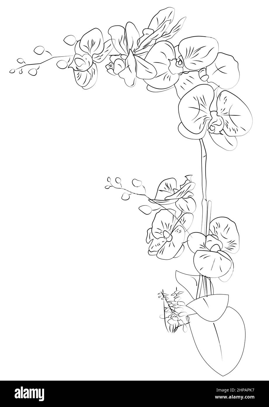 Orchid drawing outline with no color. For border, coloring. Stock Photo