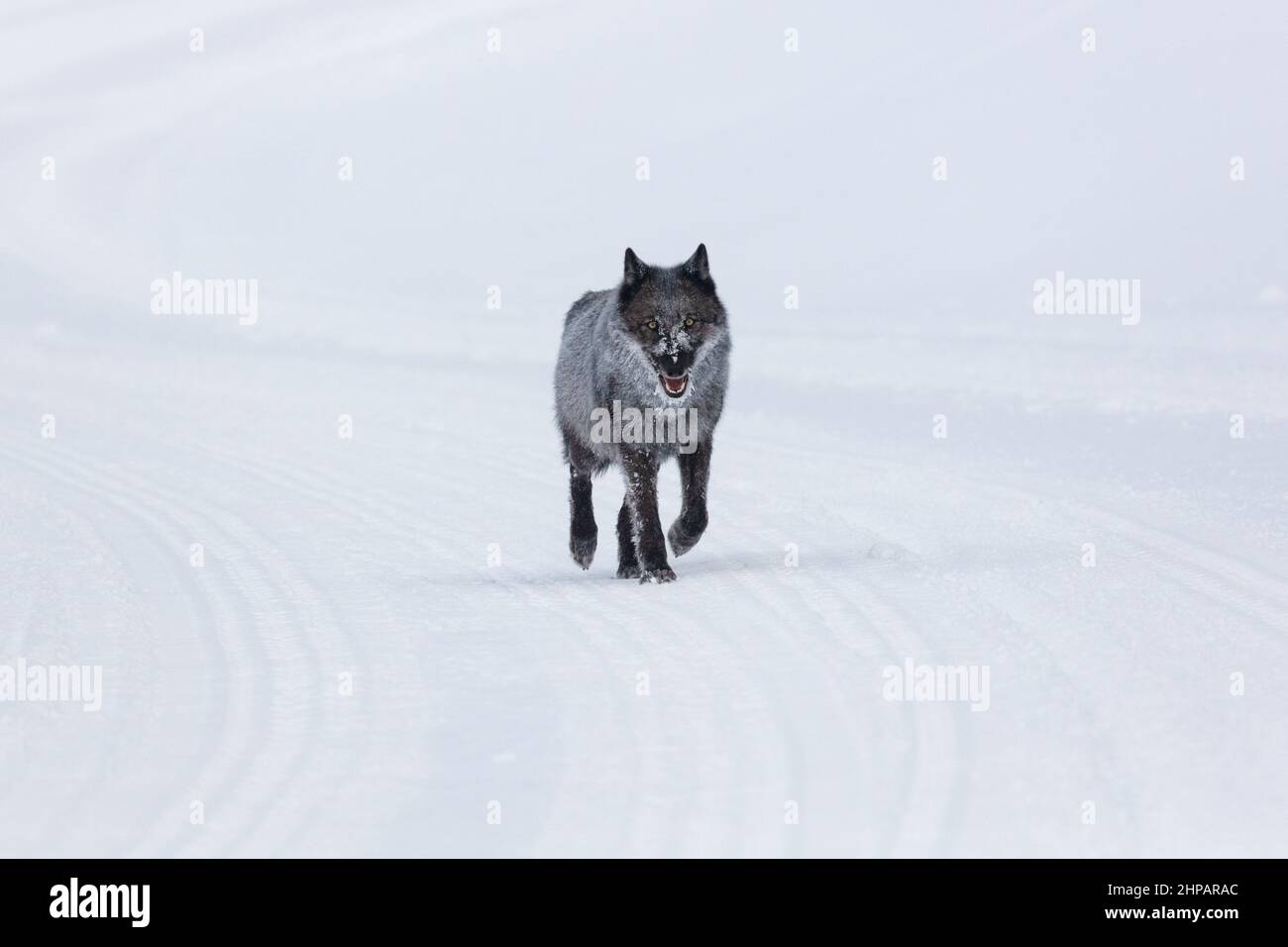 A single female wolf uses a snowmobile trail through the snow in winter at Yellowstone National Park in Yellowstone, Wyoming. Stock Photo