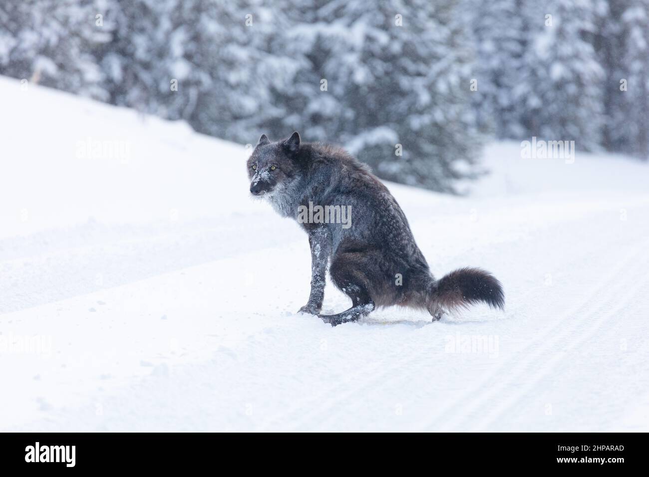 A single female wolf leaves her scent in the snow in winter at Yellowstone National Park in Yellowstone, Wyoming. Stock Photo