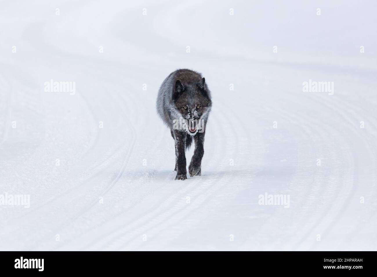 A single female wolf uses a snowmobile trail through the snow in winter at Yellowstone National Park in Yellowstone, Wyoming. Stock Photo