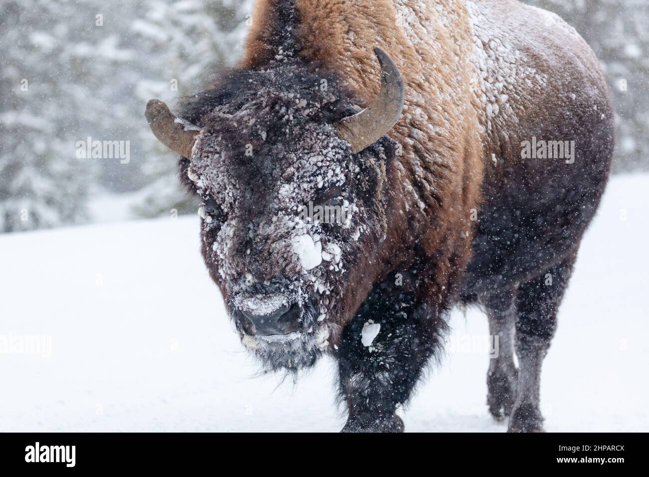 A lone bull plains bison walks down a snow covered road in winter at Yellowstone National Park in Yellowstone, Wyoming. Stock Photo