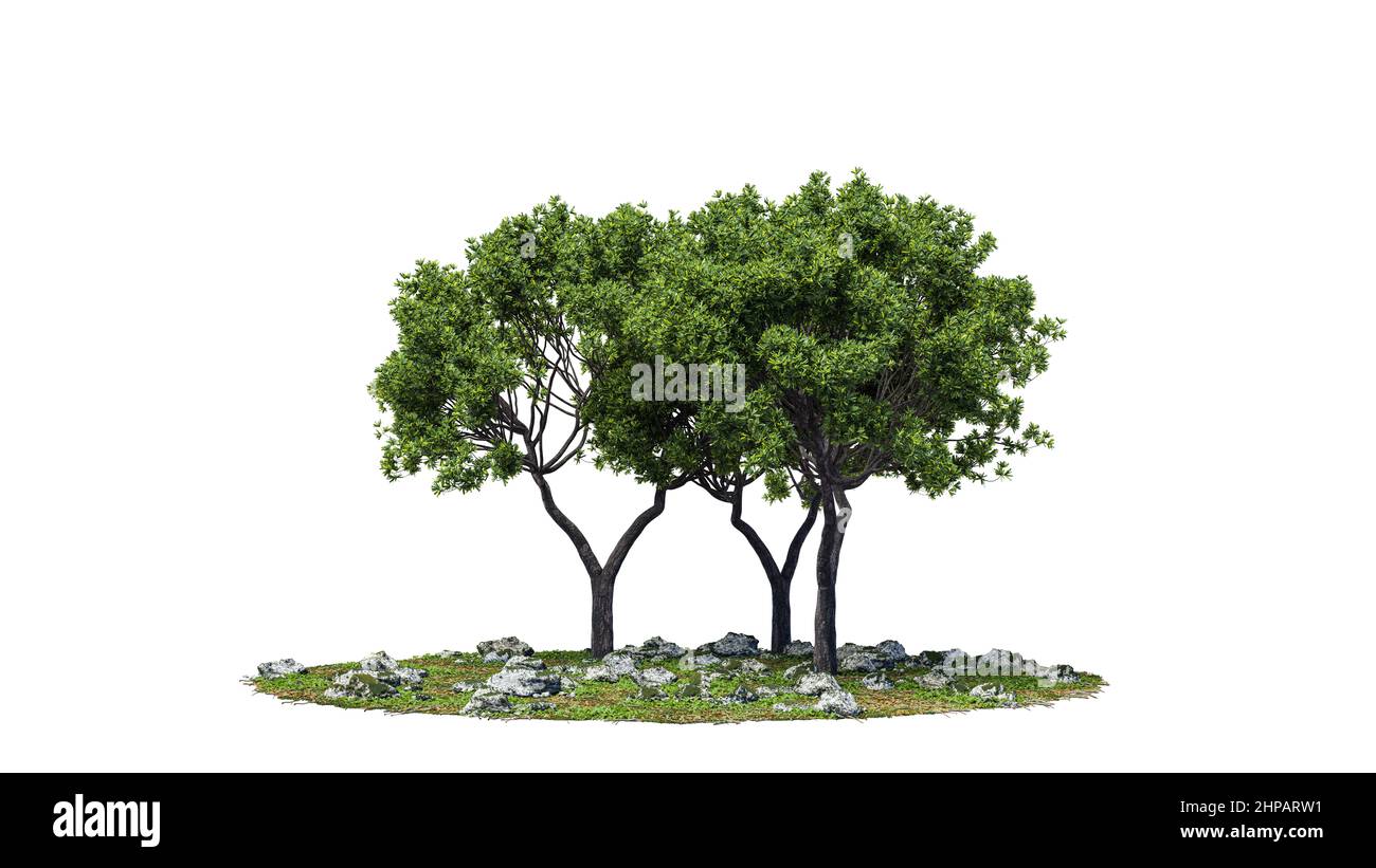 Cutout trees. Garden design isolated on white background. Decorative shrub for landscaping. Clipping mask available for composition. 3d rendering Stock Photo