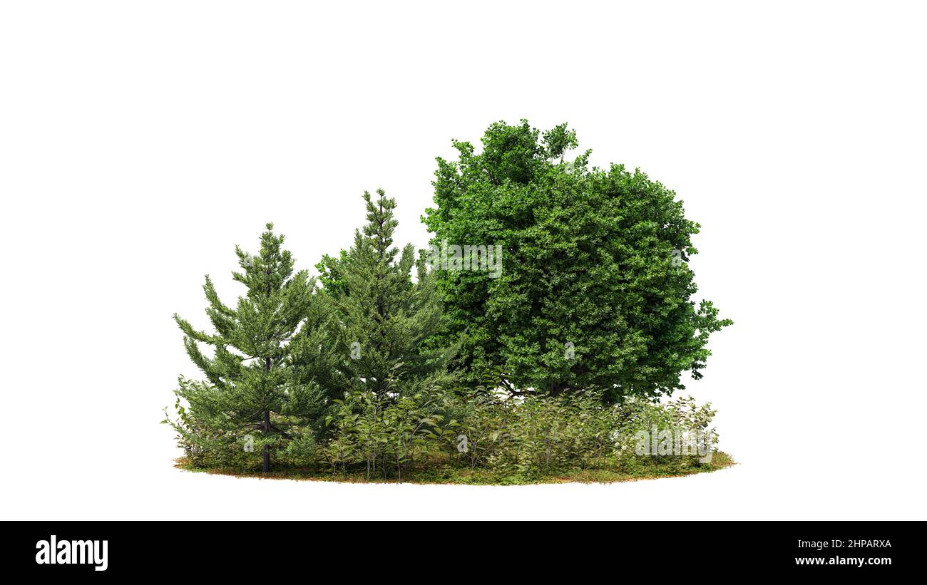 Green trees isolated on white background. Forest and foliage in summer. Row of trees and shrubs. Clipping mask available for composition. 3d rendering Stock Photo