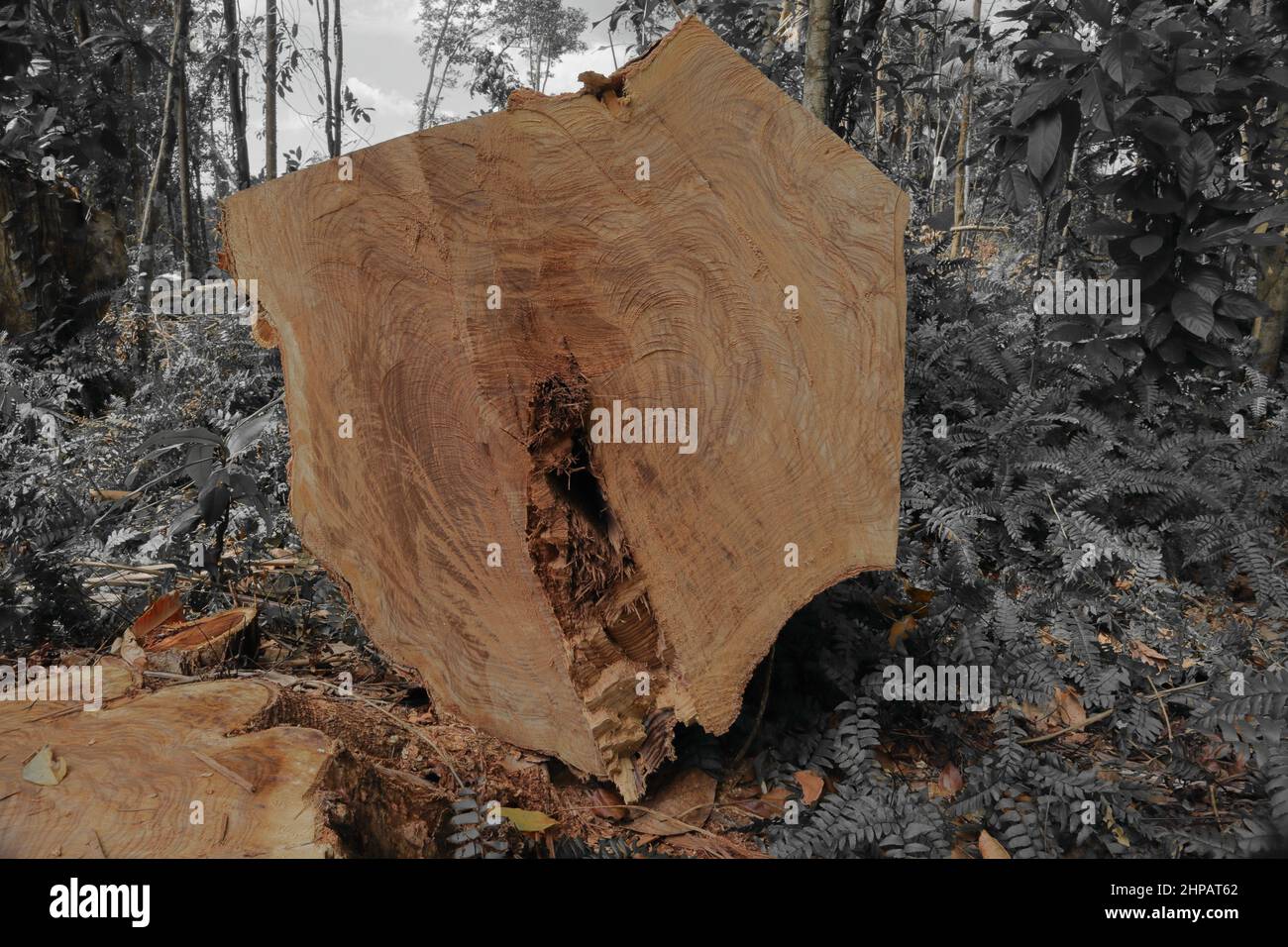 A conceptual representation of tree's importance to the world. A colorful cut down the large tree stem with the rest of the environment shown as black Stock Photo
