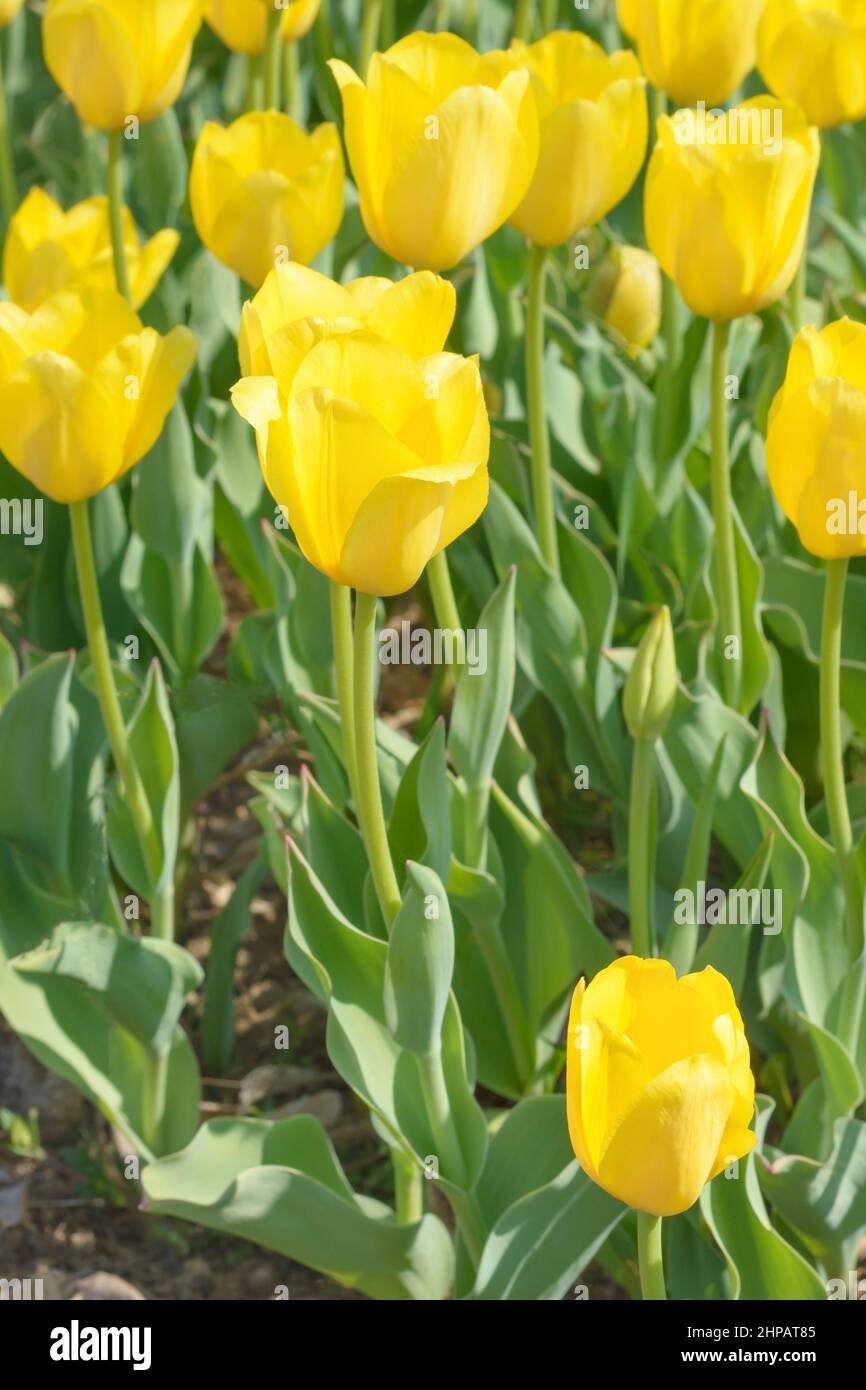 Yellow tulip on a blurred background, vertical format Stock Photo - Alamy