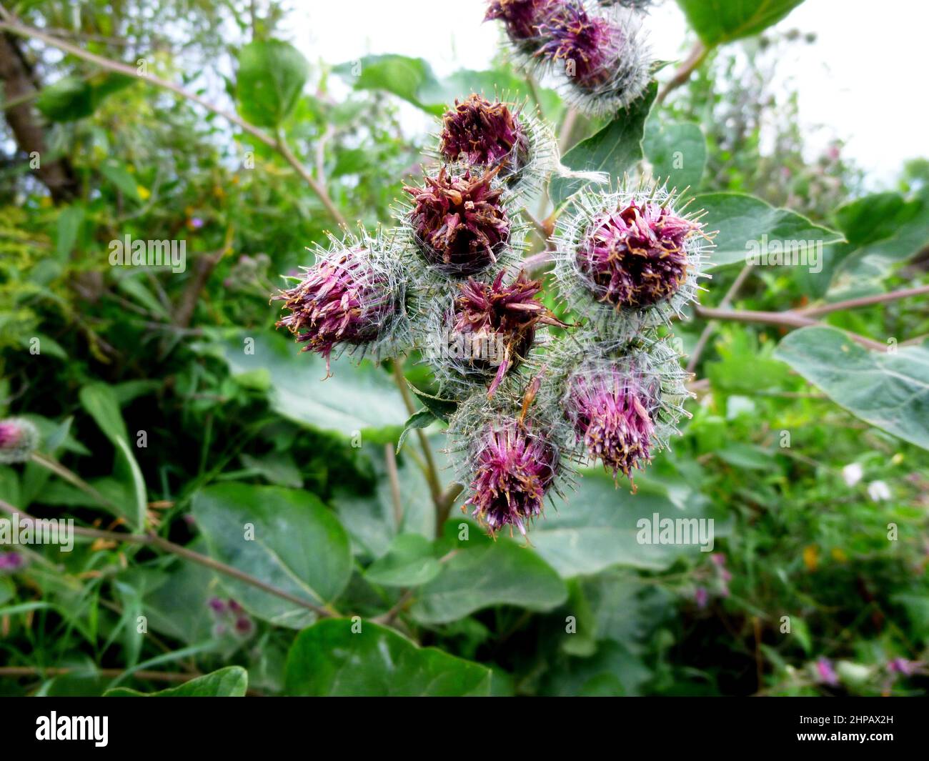 Burdock blossoms, prickly burdock fruits on a plant in a meadow in summer in Siberia Russia Stock Photo