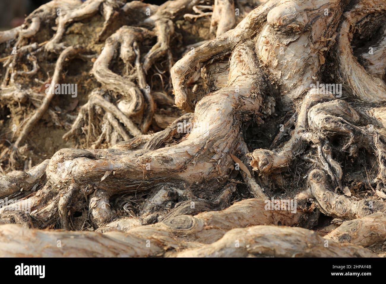 Close up background plant roots hi-res stock photography and images - Alamy