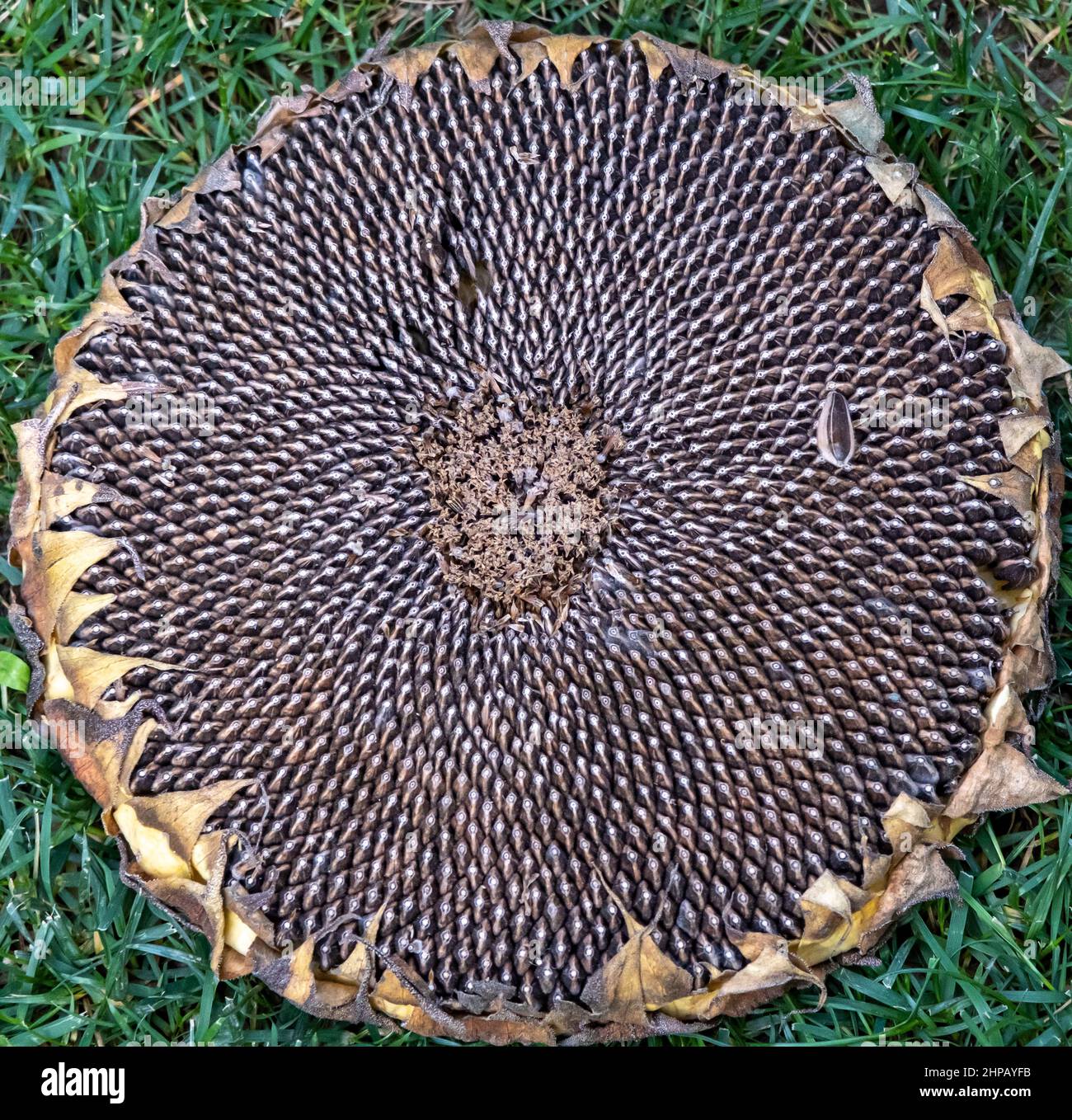 isolated photo of a whole sunflower seeds, close up concept of a group ...