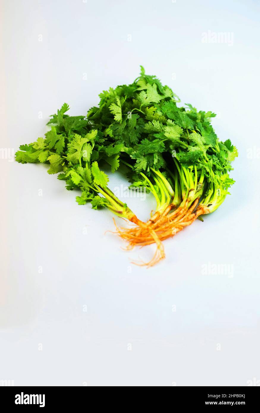 Green fresh coriander herb with roots on wet white table. Stock Photo