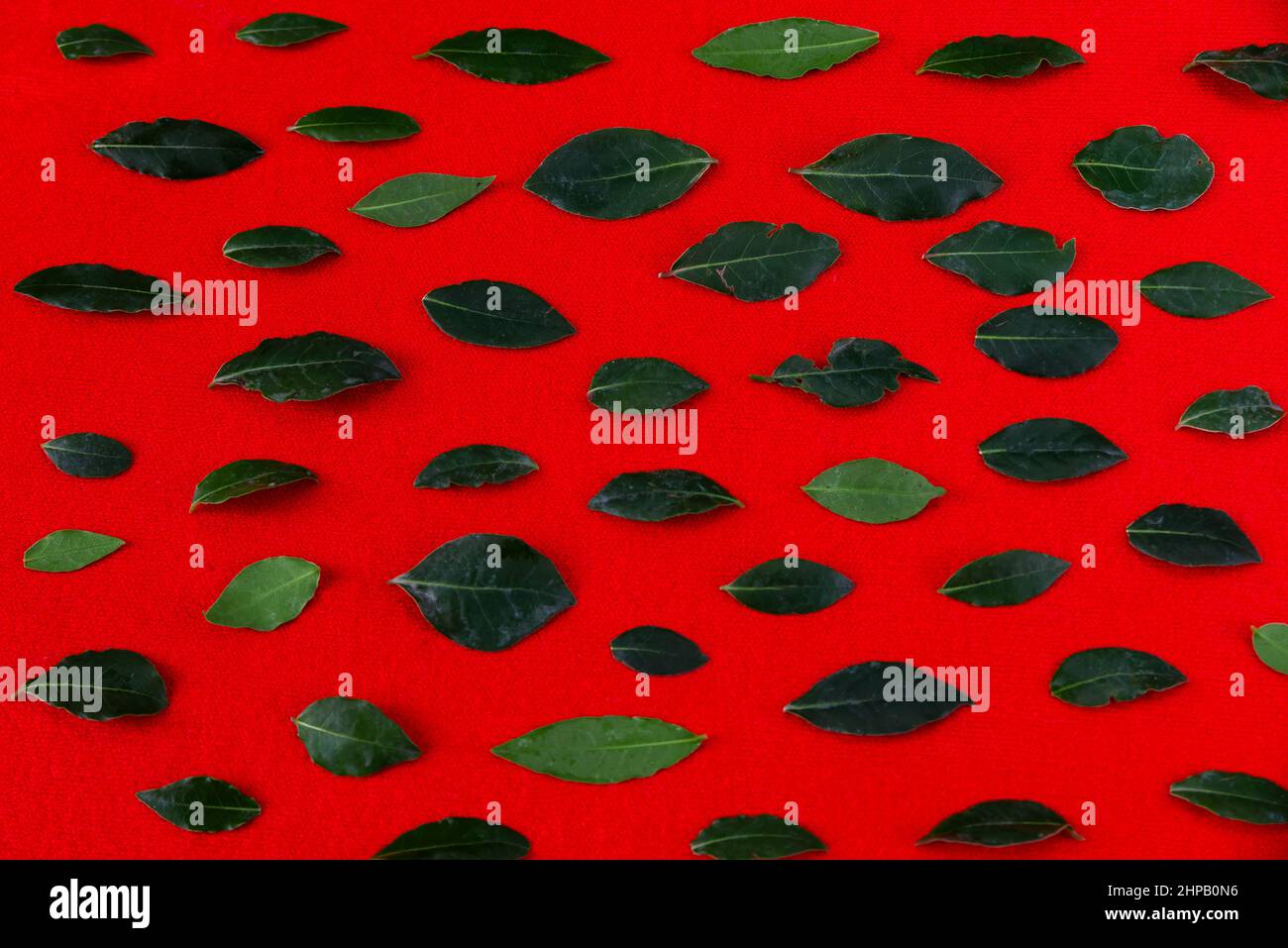 Many green bay leaf on vivid red background Stock Photo Alamy